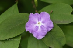 Brunfelsia pauciflora
